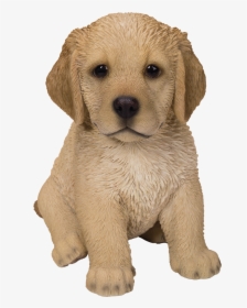 Cute Fluffy Cute Golden Retriever Puppy, HD Png Download, Transparent PNG