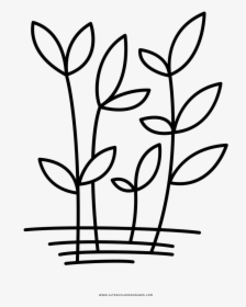 Herbs Coloring Page - Hierbas Animadas Para Colorear, HD Png Download, Transparent PNG