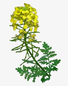 Flower,flowering Stem,tree,branch - Mustard, HD Png Download, Transparent PNG