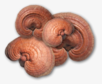 Reishi Mushroom Supplements - Lingzhi Mushroom Png, Transparent Png, Transparent PNG