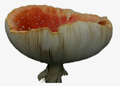 Red Mushroom Png, Transparent Png, Transparent PNG