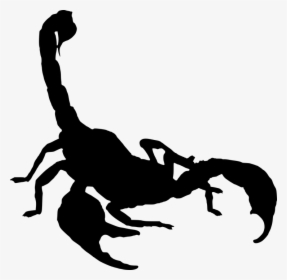 Silhouette, Scorpion, Isolated, Legs, Astrology, Fear - Scorpion Drawing, HD Png Download, Transparent PNG