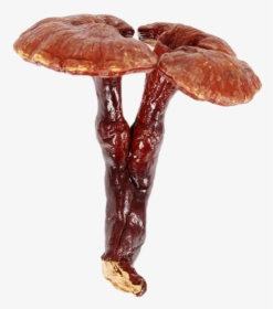 Lingzhi Mushroom, HD Png Download, Transparent PNG