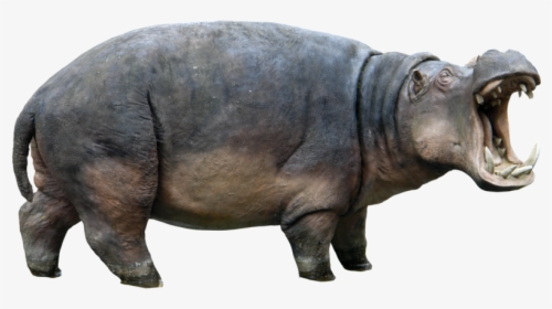 Hippopotamus Png, Transparent Png, Transparent PNG