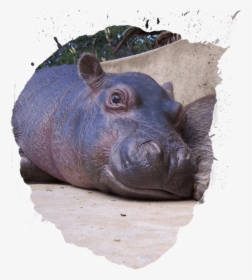 Infant , Png Download - Hippopotamus, Transparent Png, Transparent PNG