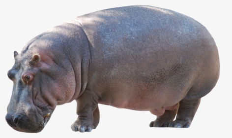 Hippo Standing Png Image - Kuda Nil In English, Transparent Png, Transparent PNG