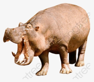 Animal Hippopotamus, Animal Clipart, Hippo, Animal - Hippopotamus Png, Transparent Png, Transparent PNG