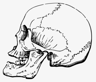 Human Nose Skull Side, HD Png Download, Transparent PNG