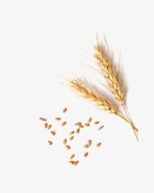 Wheat Png Clipart - Single Wheat Grain Png, Transparent Png, Transparent PNG