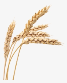 Wheat Png Image - Transparent Wheat Grain Png, Png Download, Transparent PNG