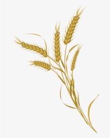 Wheat Transparent Pictures - Transparent Transparent Background Wheat Icon, HD Png Download, Transparent PNG