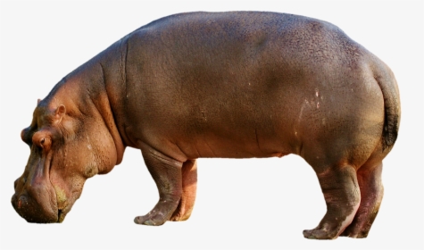 Hippopotamus, Hippo, Mammal, Zoo, Africa, Animal World - Hippopotamus Png, Transparent Png, Transparent PNG