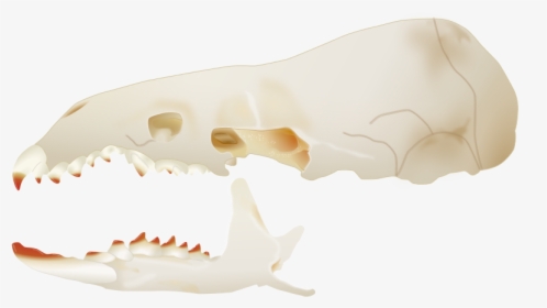 Transparent Side Skull Png - American Pygmy Shrew Skull, Png Download, Transparent PNG