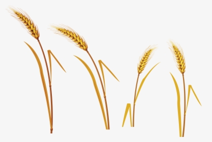 Wheat Transparent Png Pictures Icons And Png - Phragmites, Png Download, Transparent PNG