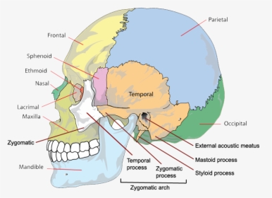 Side Skull Bones & Processes - Different Parts Of Head, HD Png Download, Transparent PNG