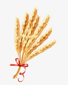 Wheat - Wheat Png, Transparent Png, Transparent PNG
