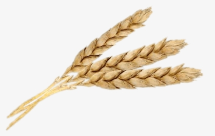 Three Wheat Spikes - Wheat Three, HD Png Download, Transparent PNG