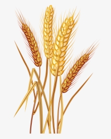 Wheat Png Free Images - Grain Wheat Clip Art, Transparent Png, Transparent PNG