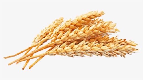 Wheat Png Free Download - Wheat Grains Png, Transparent Png, Transparent PNG