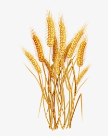 Grain Plant Png - Clipart Wheat, Transparent Png, Transparent PNG