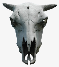 Clip Art Free Photo Skull Skeleton - Animal Skull With Transparent Background, HD Png Download, Transparent PNG