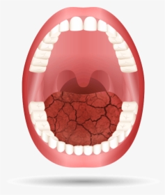 Medication Open Mouth Animation - Teeth Name, HD Png Download, Transparent PNG