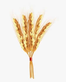 Transparent Wheat Png - Einkorn Wheat, Png Download, Transparent PNG
