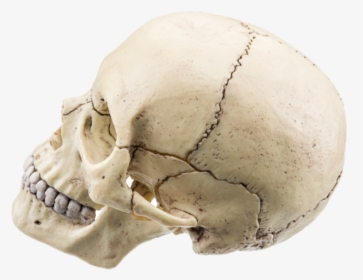 Picture - Flat Bones In Skull, HD Png Download, Transparent PNG