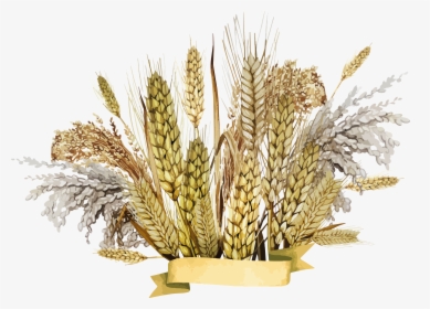 Grown, Cultivation, Wheat Drawing Image, HD Png Download, Transparent PNG