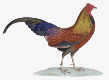 Rooster Drawing - Sri Lankan Junglefowl Png, Transparent Png, Transparent PNG