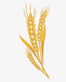 Clip Art Clip Art Wheat - Harvest Wheat Clipart, HD Png Download, Transparent PNG