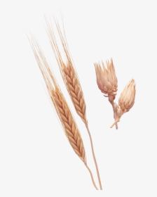 Wheat Png Image - Plantação De Trigo Espigas, Transparent Png, Transparent PNG