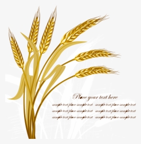 Wheat Harvest Crop - Wheat Png Vector, Transparent Png, Transparent PNG