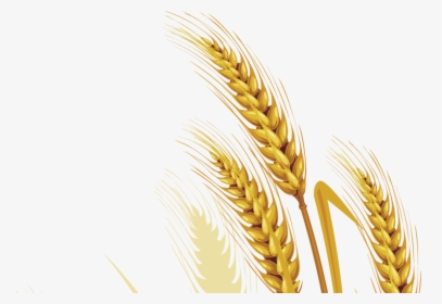 Wheat Vector Free Png Picture - Wheat Vektor, Transparent Png, Transparent PNG