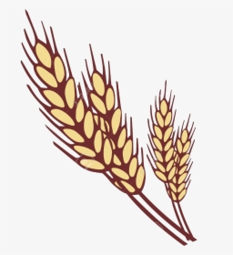 Wheat Collection Of Clipart Images In Transparent Png - Ear Of Wheat Clipart, Png Download, Transparent PNG