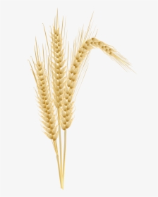 Transparent Wheat - Wheat Tree Clipart, HD Png Download, Transparent PNG