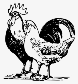 Poultry Drawing - Poultry Clipart, HD Png Download, Transparent PNG
