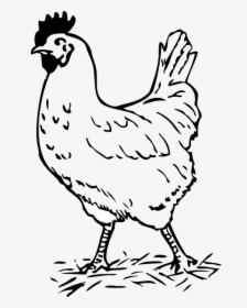 Rooster, Bird, Chicken, Farm, Walking, Poultry, Hen - Hen Black And White, HD Png Download, Transparent PNG