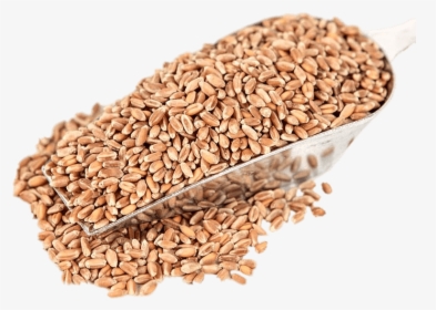 Red Wheat - Whole Wheat Grain 1kg, HD Png Download, Transparent PNG