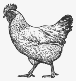 Cute Realistic Chicken Drawing, HD Png Download, Transparent PNG