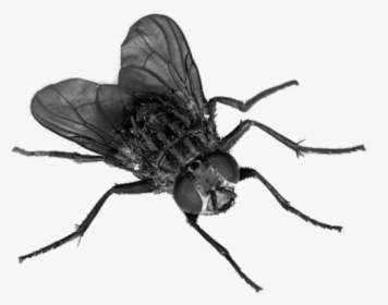 Mosca - Fly Transparent Background, HD Png Download, Transparent PNG
