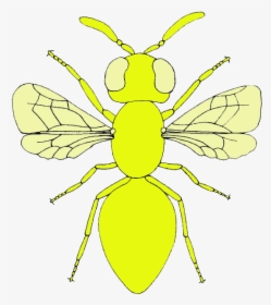 Transparent Moscas Png - Net-winged Insects, Png Download, Transparent PNG