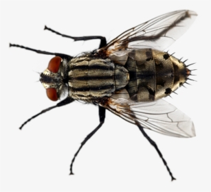 Fly Types In Florida, HD Png Download, Transparent PNG