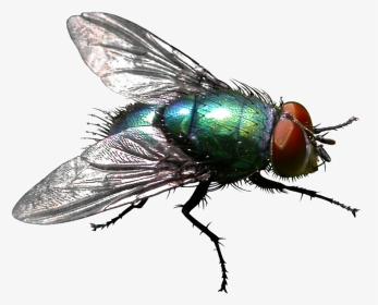 Transparent Moscas Png - House Fly Flies Transparent Background, Png Download, Transparent PNG