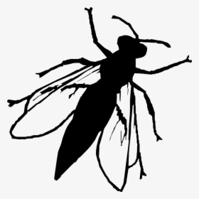Silueta, Mosca, Insectos, Vector Animal, Transparente - Fly Silhouette Png, Png Download, Transparent PNG
