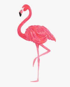 Flamingo Vector Transparent - Png Transparent Flamingo Png, Png Download, Transparent PNG