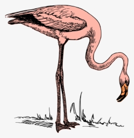Wildlife,flamingo,water Bird - Flying Flamingo John Bercow, HD Png Download, Transparent PNG