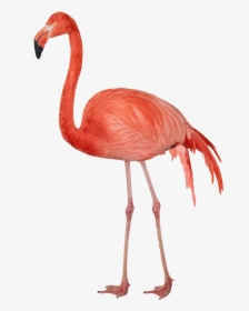 Flamingo Sideview Clip Arts - Flamingos Png, Transparent Png, Transparent PNG