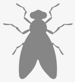 Belostomatidae, HD Png Download, Transparent PNG