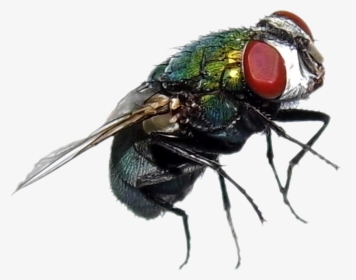 #fly #mosca #green - House Fly, HD Png Download, Transparent PNG